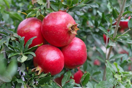 Pomegranates_1  