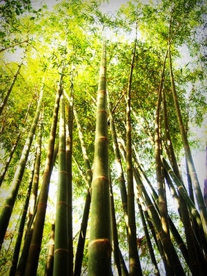 mahayojana bamboo scheme_