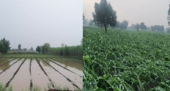 शेतकऱ्यांना नुकसान भरपाई देणार - मुख्यमंत्री एकनाथ शिंदे